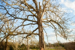 Clear Lake Bridals-25
